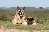 AKITA AMERICAIN 062